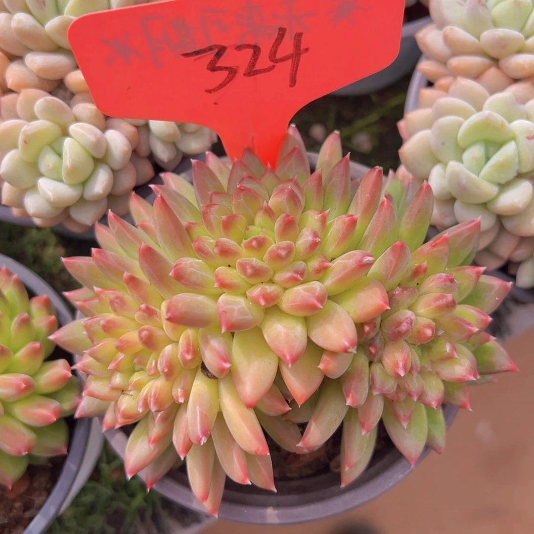 香玉的故事是一个人的