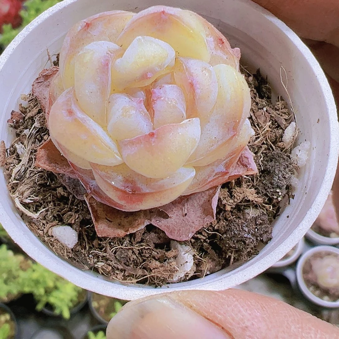 水晶糖块19包邮多肉