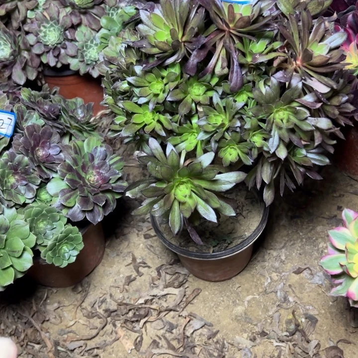 烟***楼多肉植物砍过朵朵5