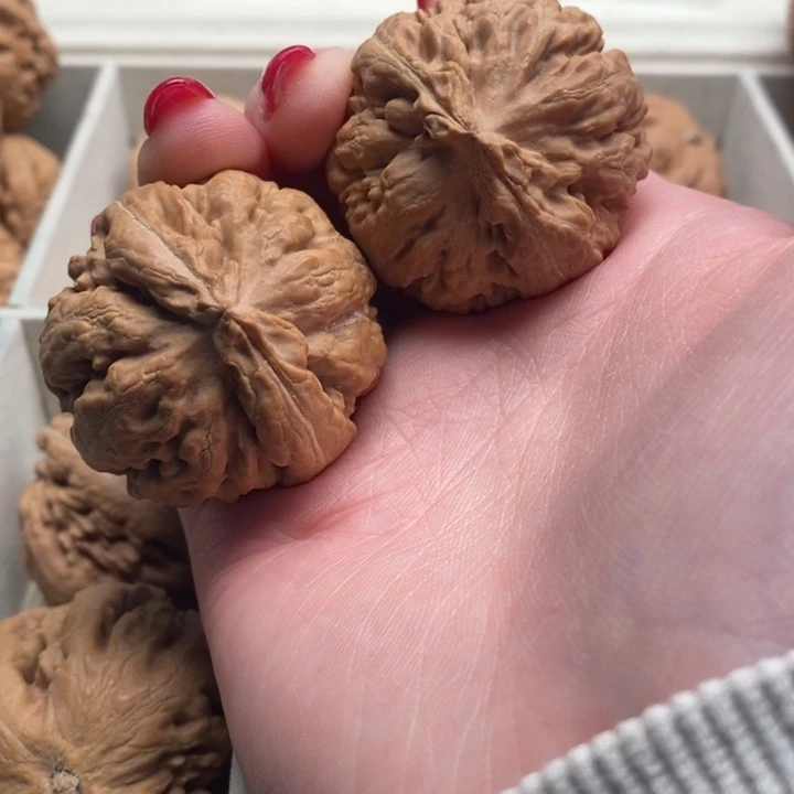 笑***）霸王龙全品无修一刀没动