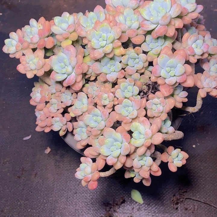 &***^在干嘛呀亲爱得们