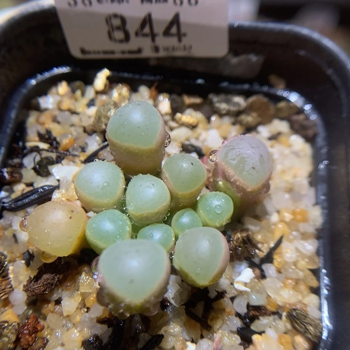 Sss精品生石花844
