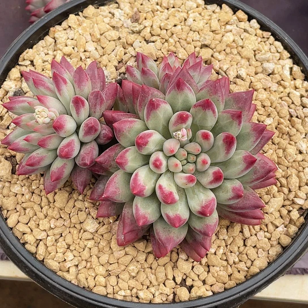 整桩无砍多头绿体虞美人一颗