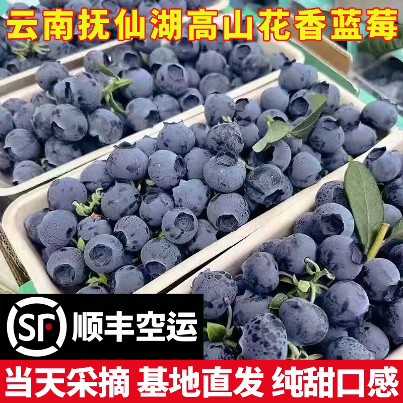 【25花香蓝莓】云南澄江450克装花香现摘蓝莓脆甜花香浓郁顺丰包邮