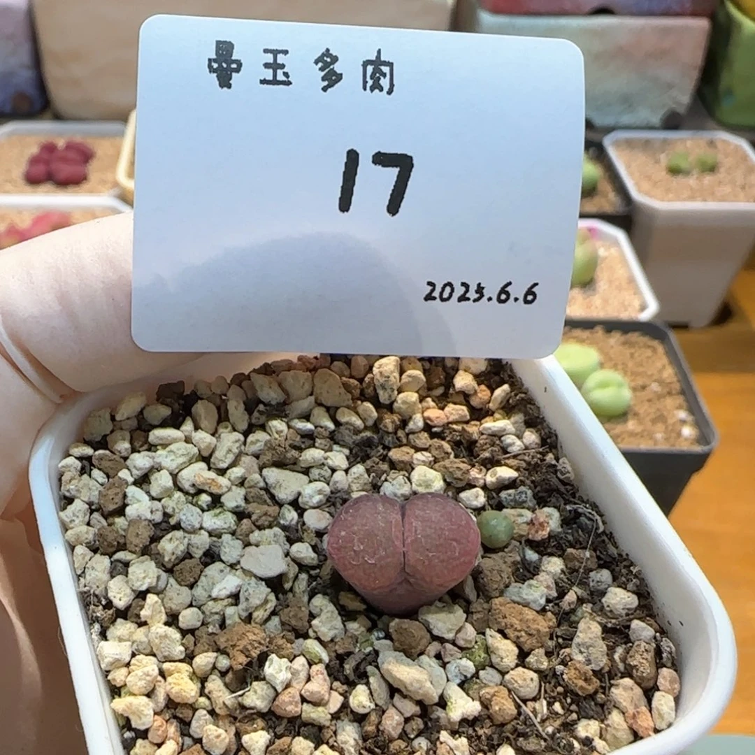 ?****手多肉多肉多肉6.6-017