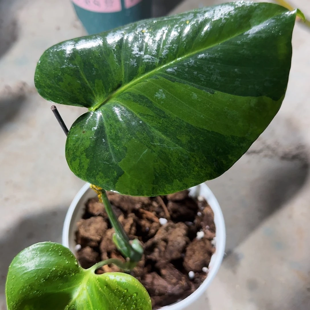 无花朵军龟背竹一物一拍