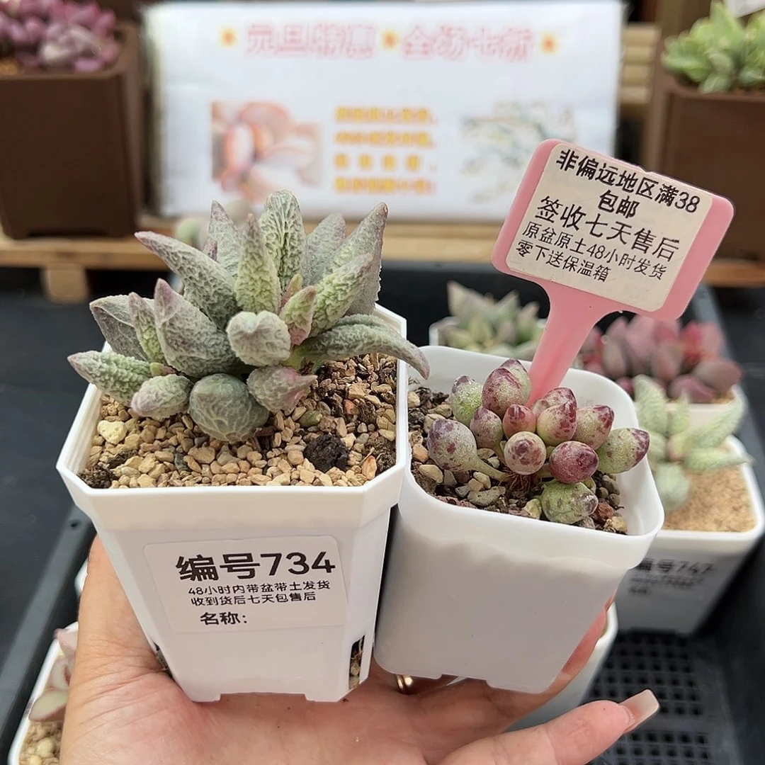 昨****来734融冰鼓锤多肉植物