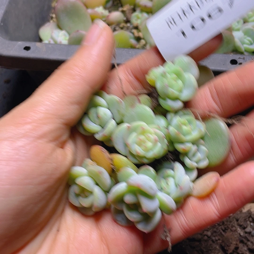 多肉植物多肉植物1067