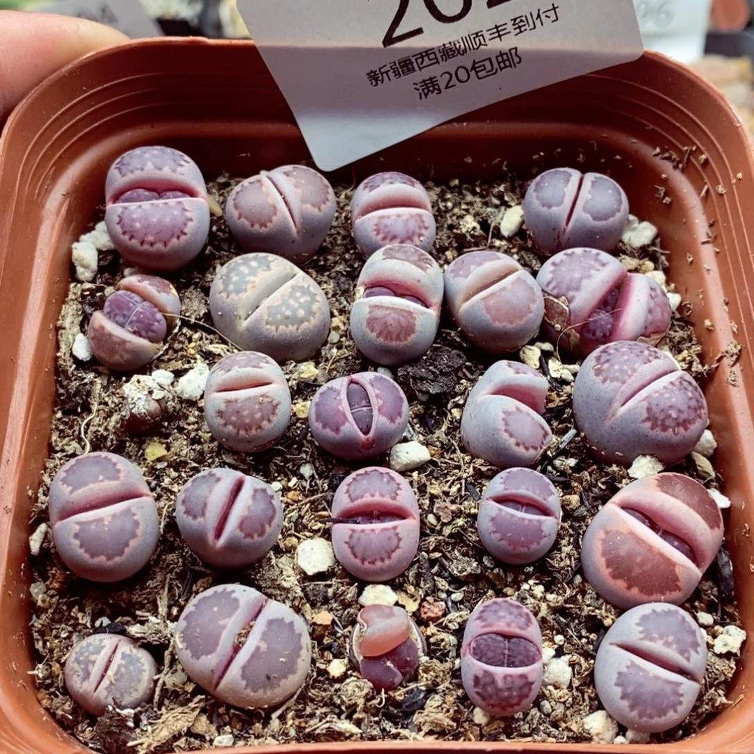 我我的小哥哥小姐姐202