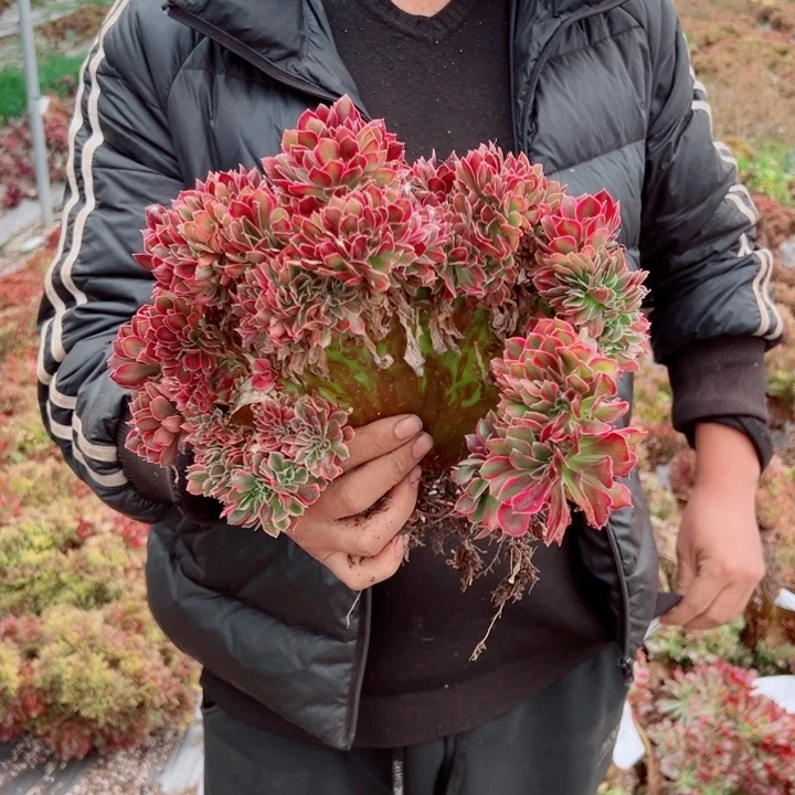 女郎醉话20号多肉法师