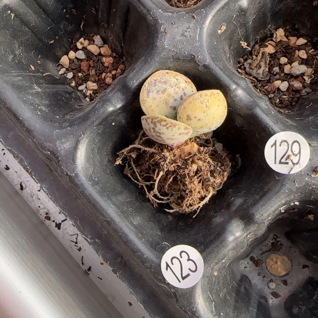 迟*.花蛋水泡多肉植物123