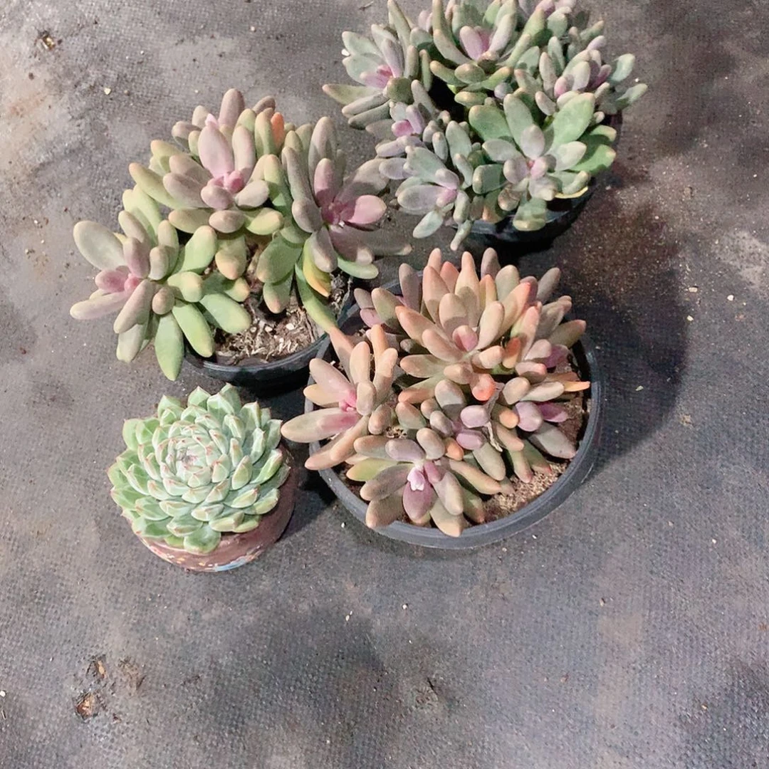 多肉植物多肉植物