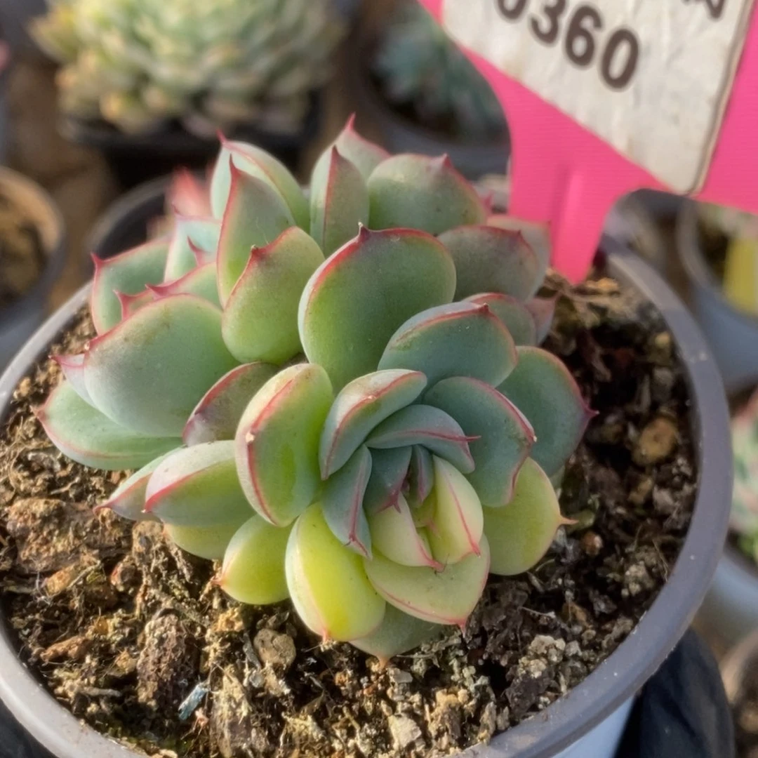 360花月夜锦锦锦锦锦锦