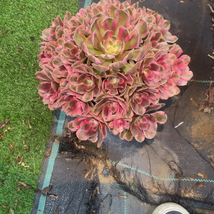 368号精品法师粉女郎