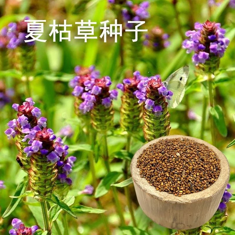散装夏枯草种子中药材全草新采白毛夏枯草籽种孑四季种植阳台盆栽