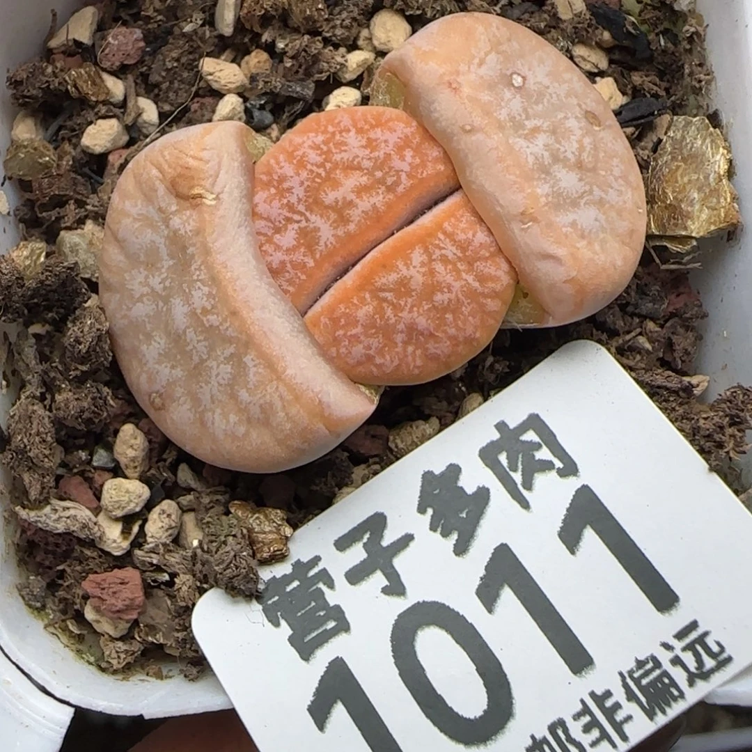 拿铁带盆土。