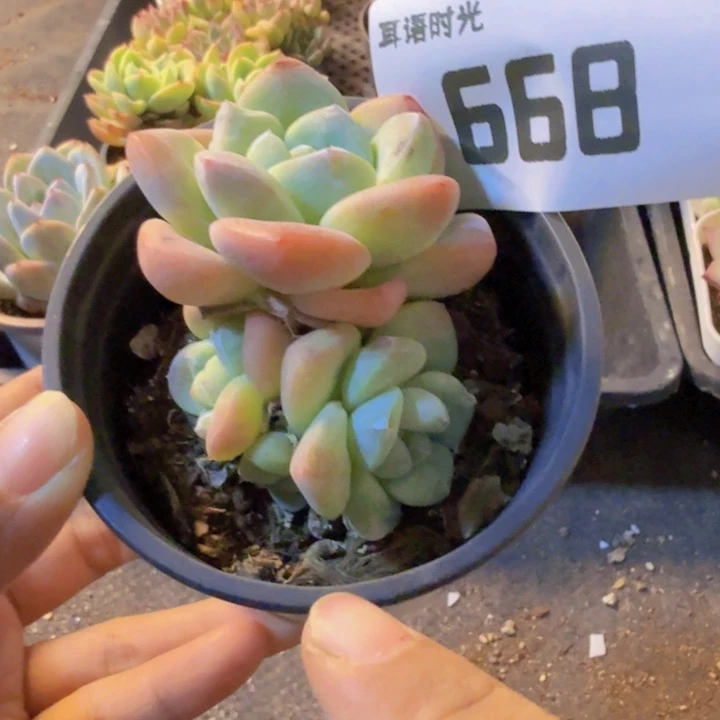 668，奶油冰玉，带盆带土发货