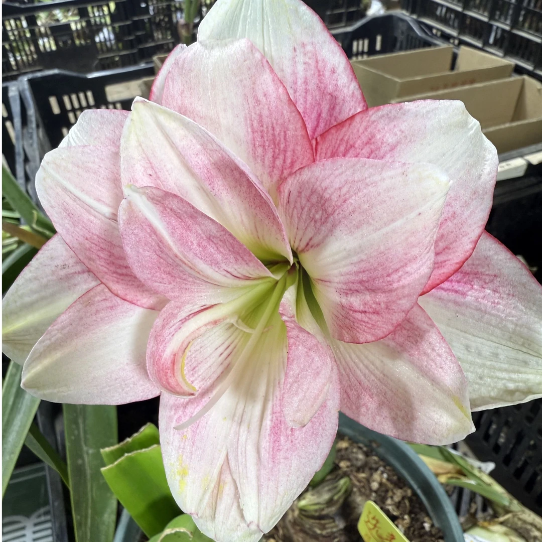 【选美皇后残次球】★澳洲重瓣原生北方朱顶红种球室内外盆栽花卉