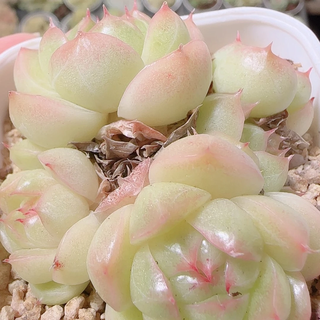 花语逸镜1125-05开播福利散
