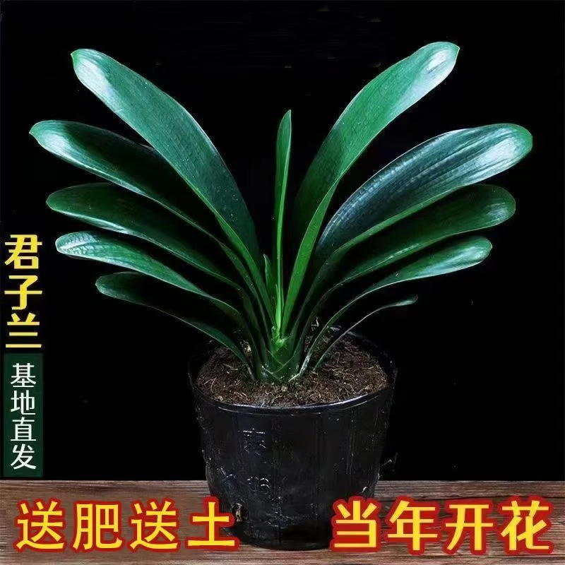 君子兰盆栽四季常青室内花卉好养吸甲醛客厅绿植
