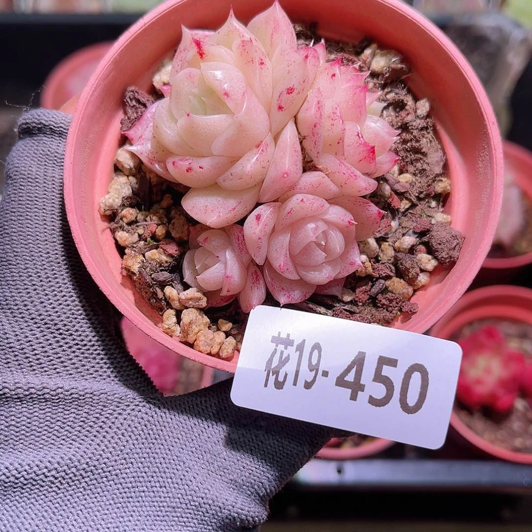 花19-450麦秆三头