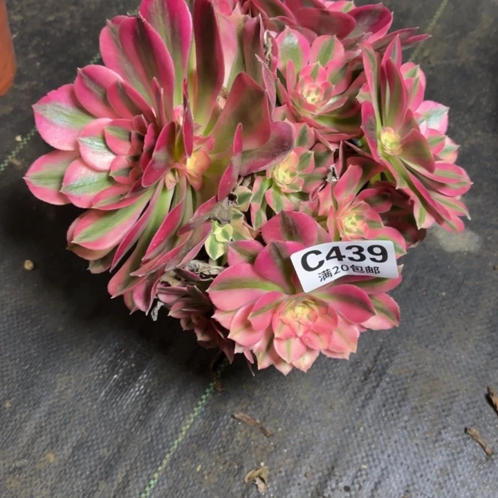 瑞妈一物一拍439