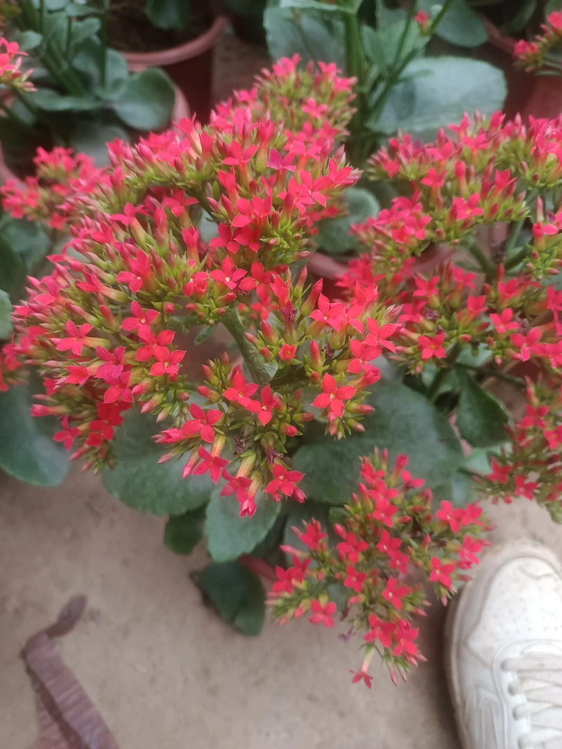 正宗凤尾长寿花盆栽品种单瓣红色花卉阳台客厅庭院绿植实物拍摄