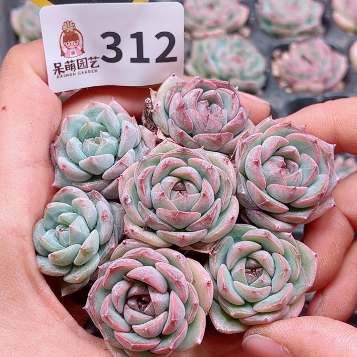 多肉植物多肉植物