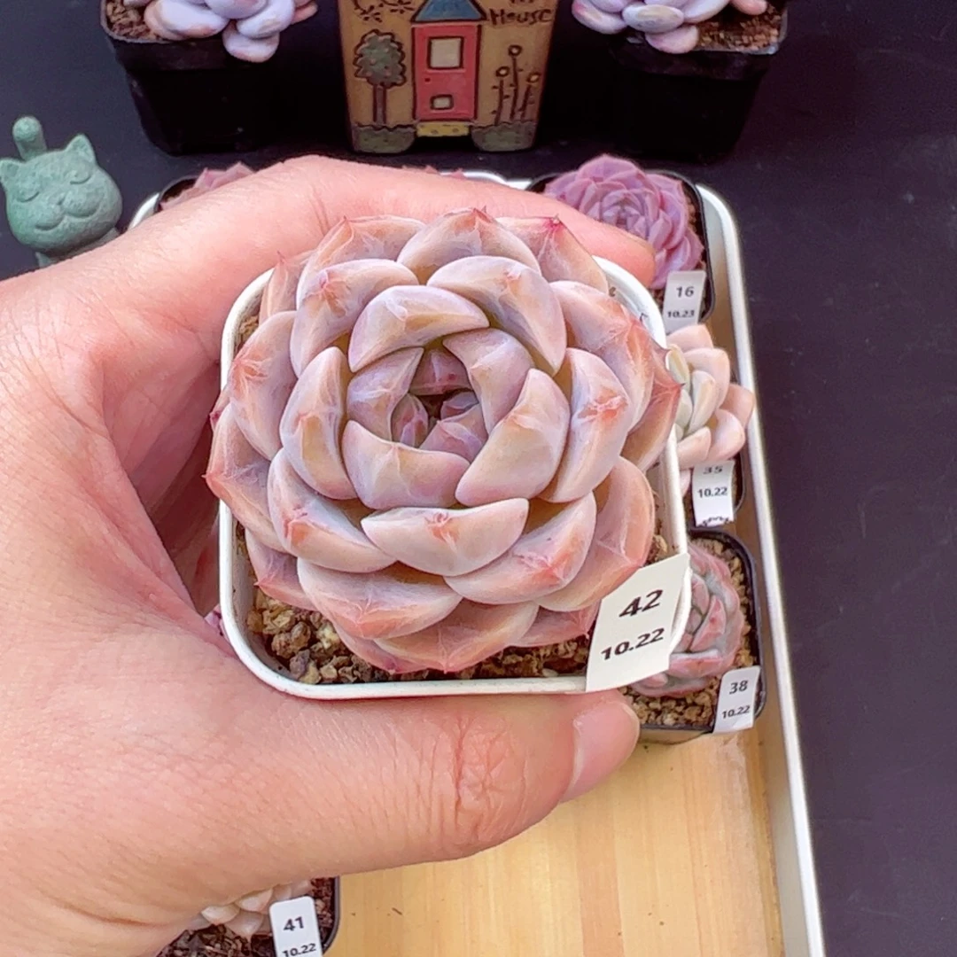 好好看42、哈哈哈哈哈