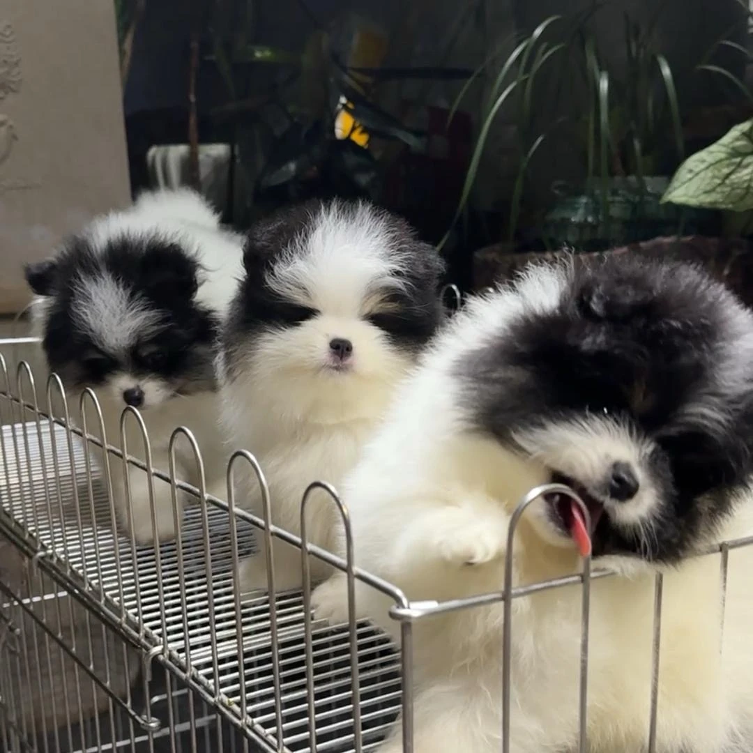 活体异色三花色博美