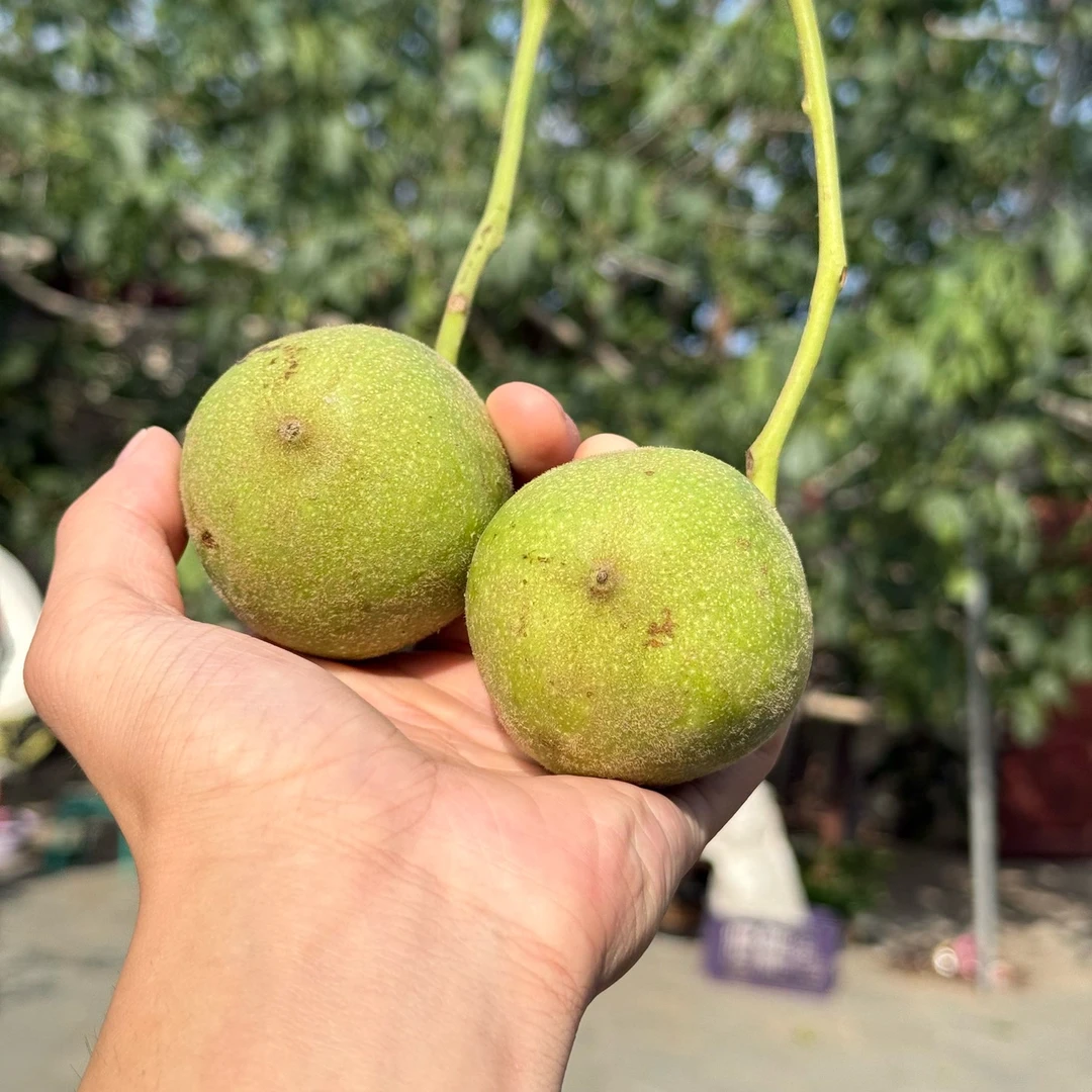 文玩核桃把件虎头青皮 尺寸可选