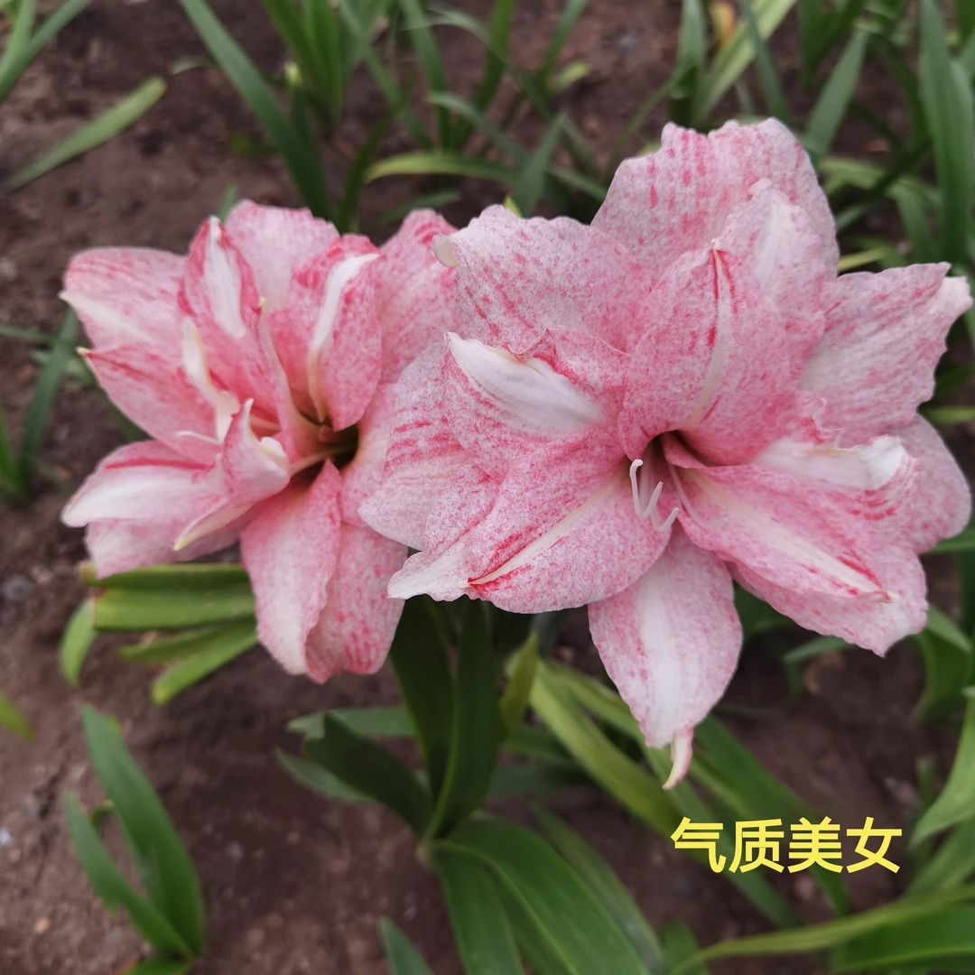 朱顶红晓蒙花卉气质美女1+