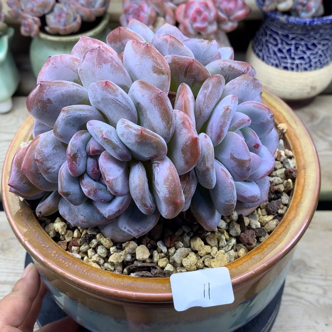 绿底紫心11/11cm4头多肉