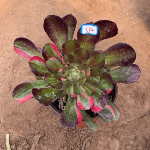 334多肉植物组合