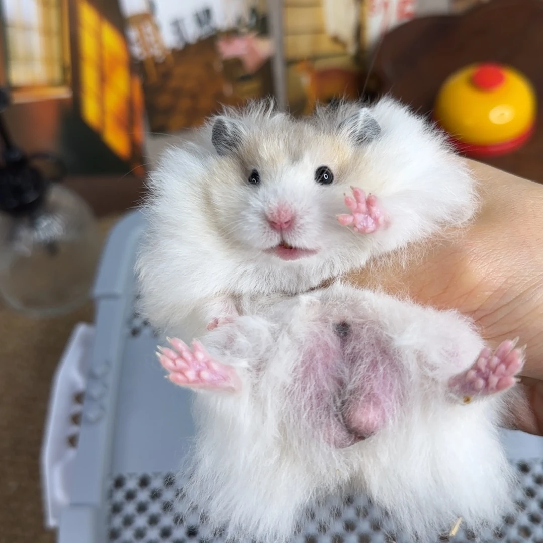 5黄波弟弟7.21生日