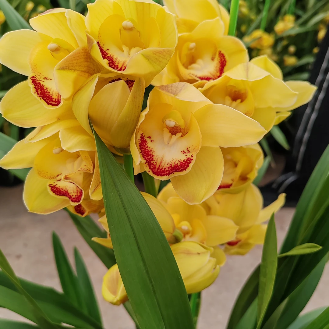 超级特价（岁月2支开花发货花剑）不售后花苞花朵花瓣花盆都