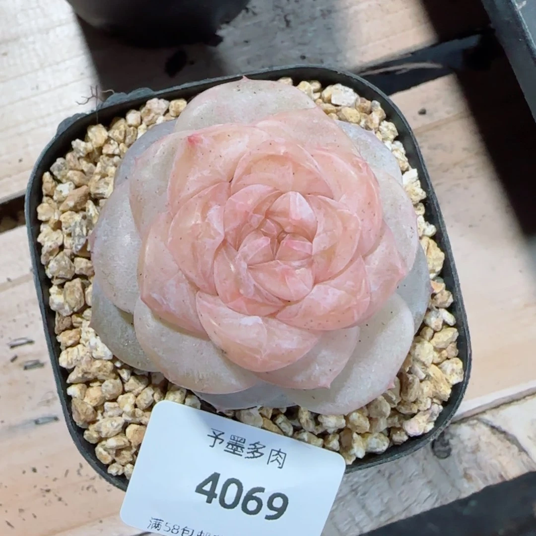 冰奶糖，4069多肉植物