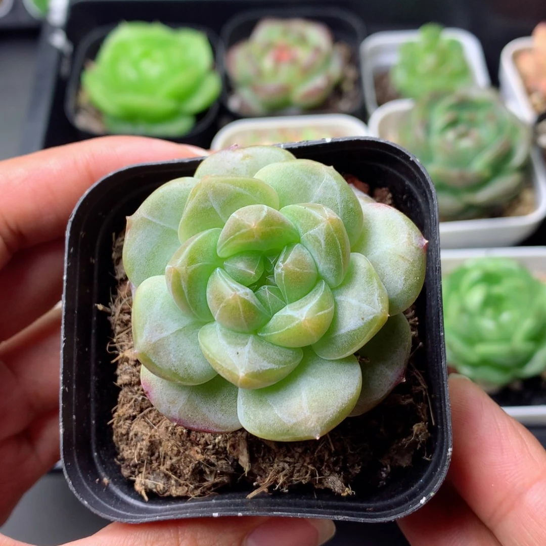 58包邮  群生不包整 2