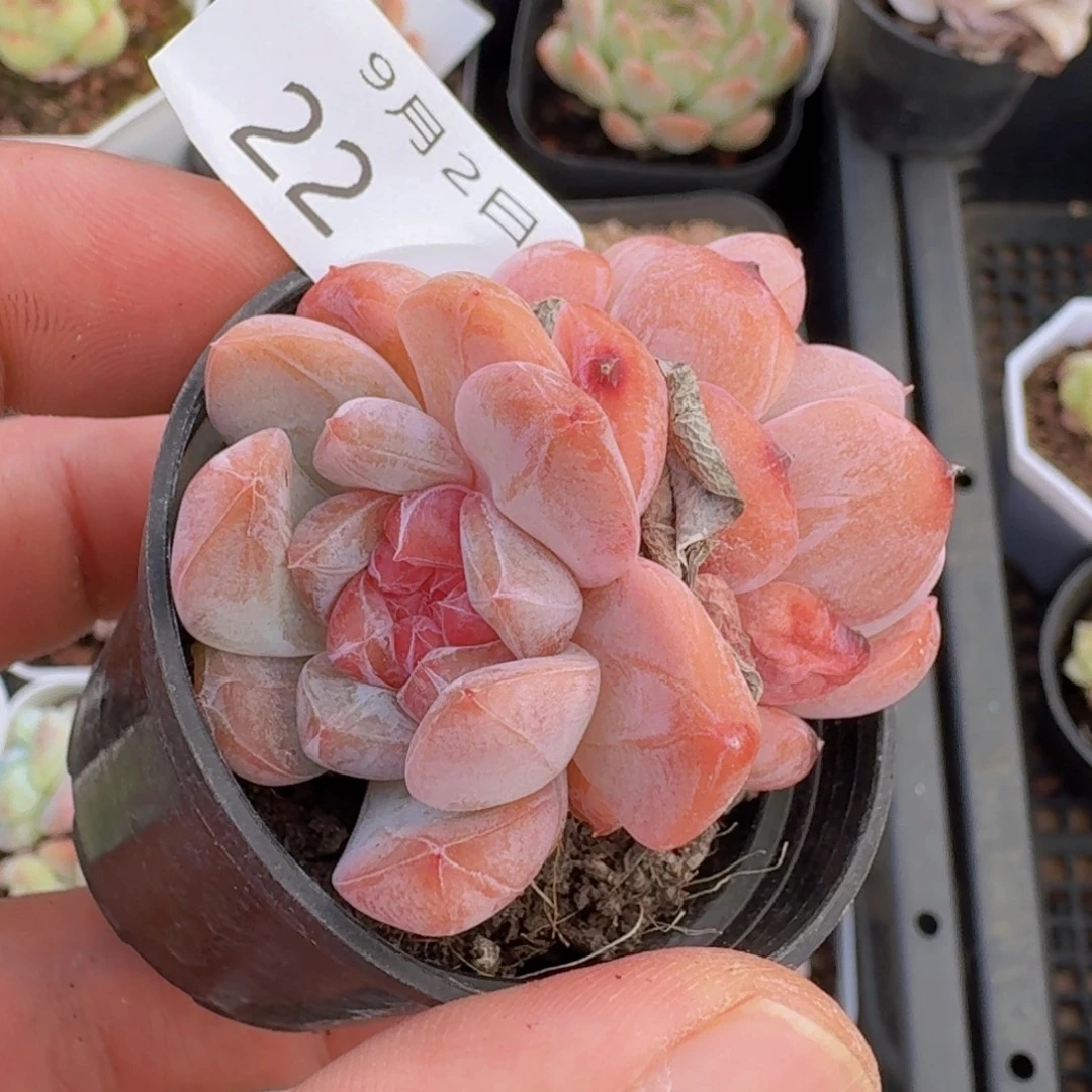 双头琥珀糖心一颗脱土