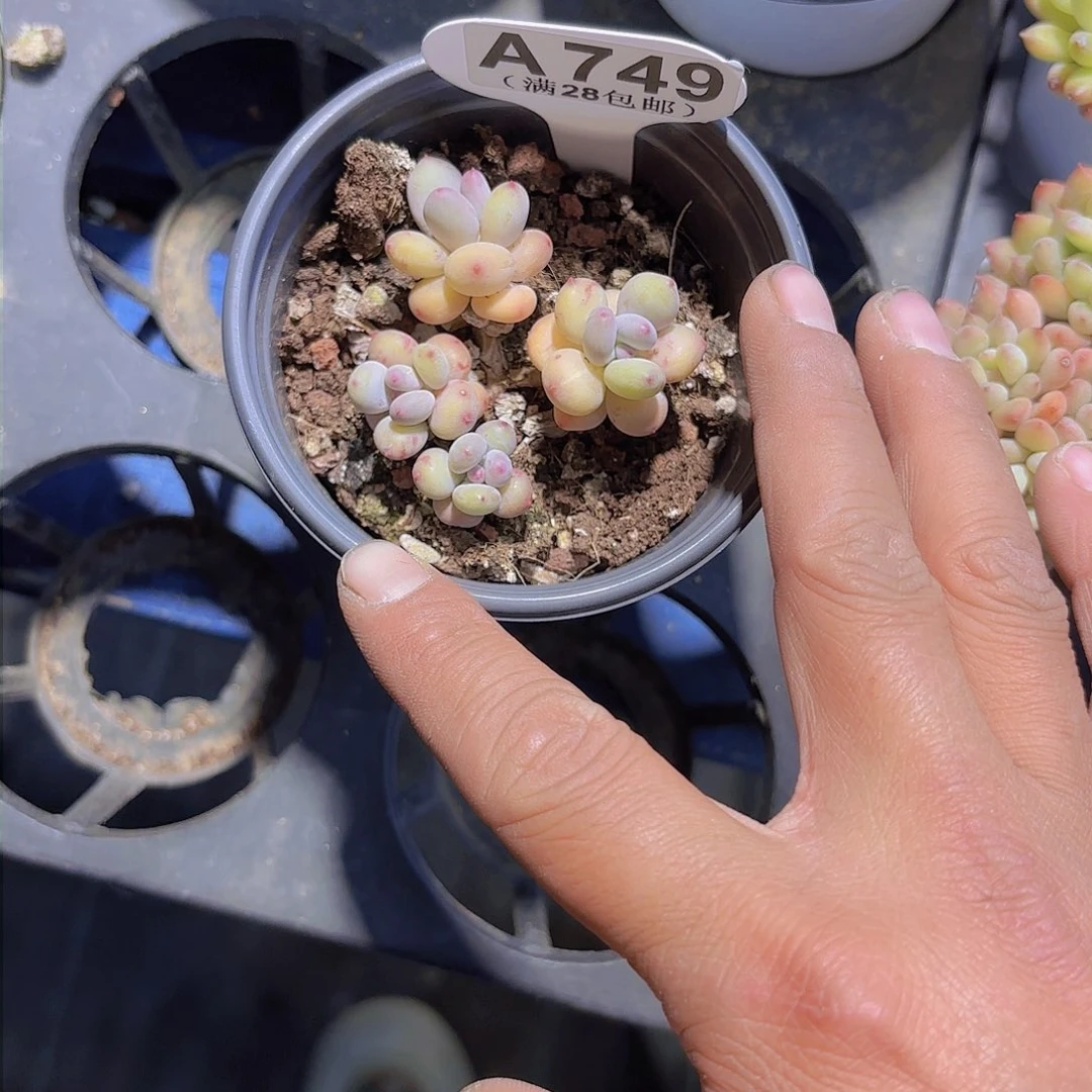 A749萤火虫一物一拍