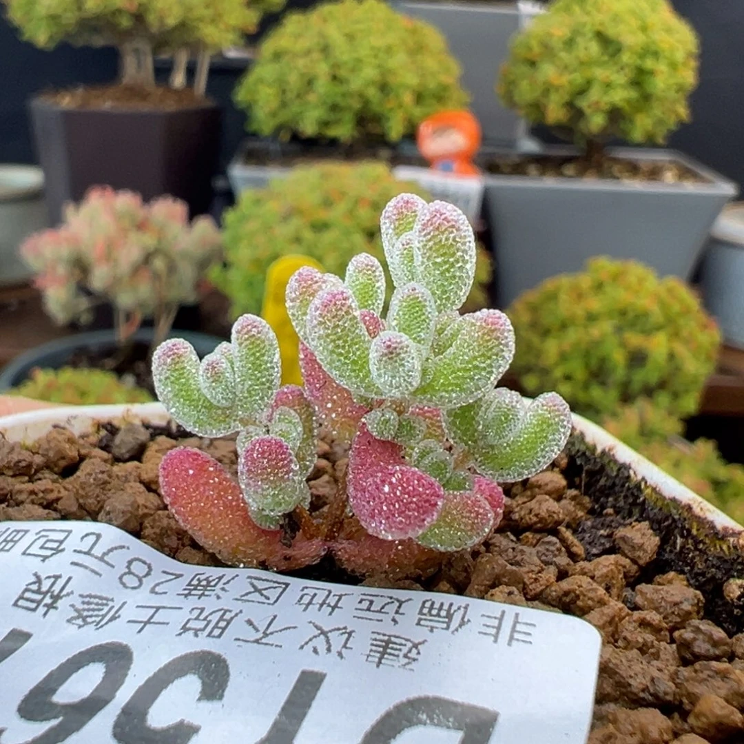 dy5615实生粉冰晶冠幅2.3cm