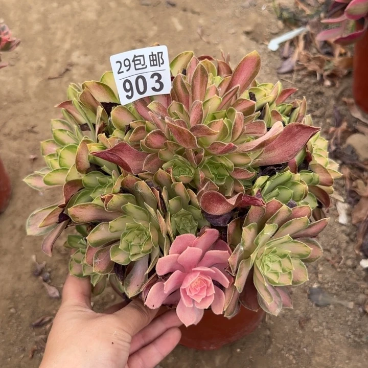 韶华……多肉植物……