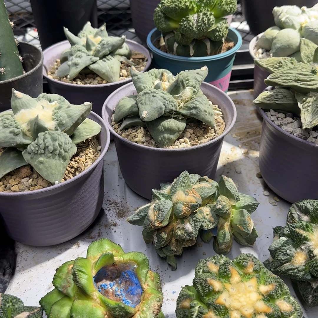 潇***潇一物一拍所见即所得