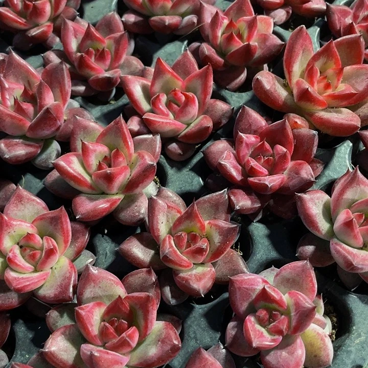 小红檀1元带土发