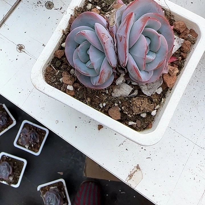 青蛙王子儿童牙膏111