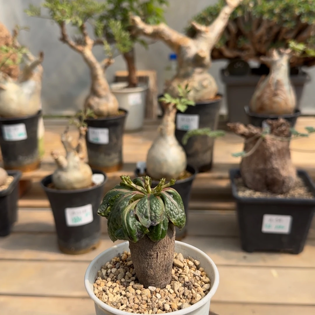 411鬼笑大戟块根植物