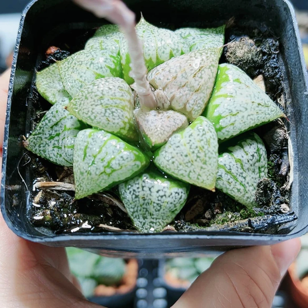 【闪购商品】巴塔哥尼亚