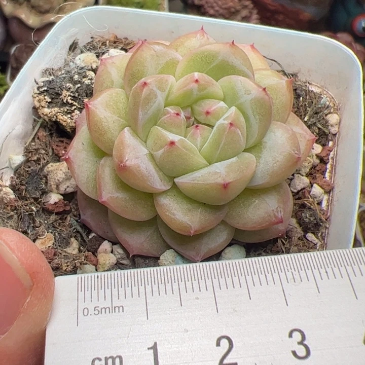 莫***_359 多肉植物组合盆栽