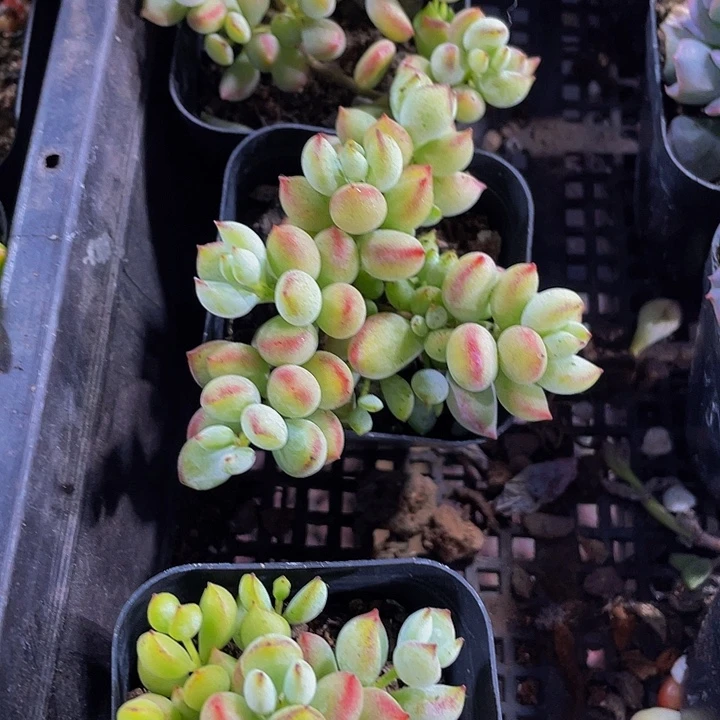 达磨福娘带盆土发货