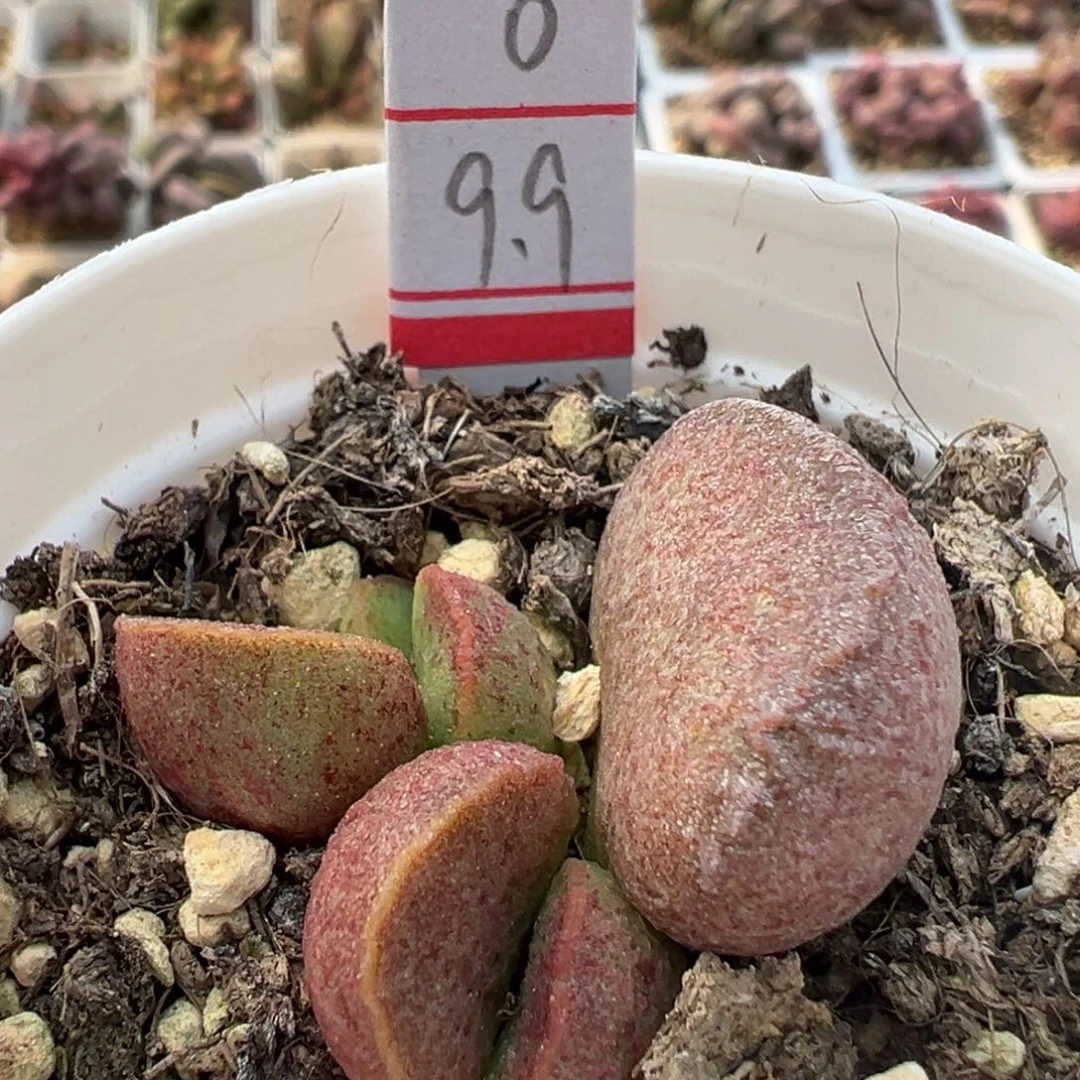 实生新品多肉植物水泡